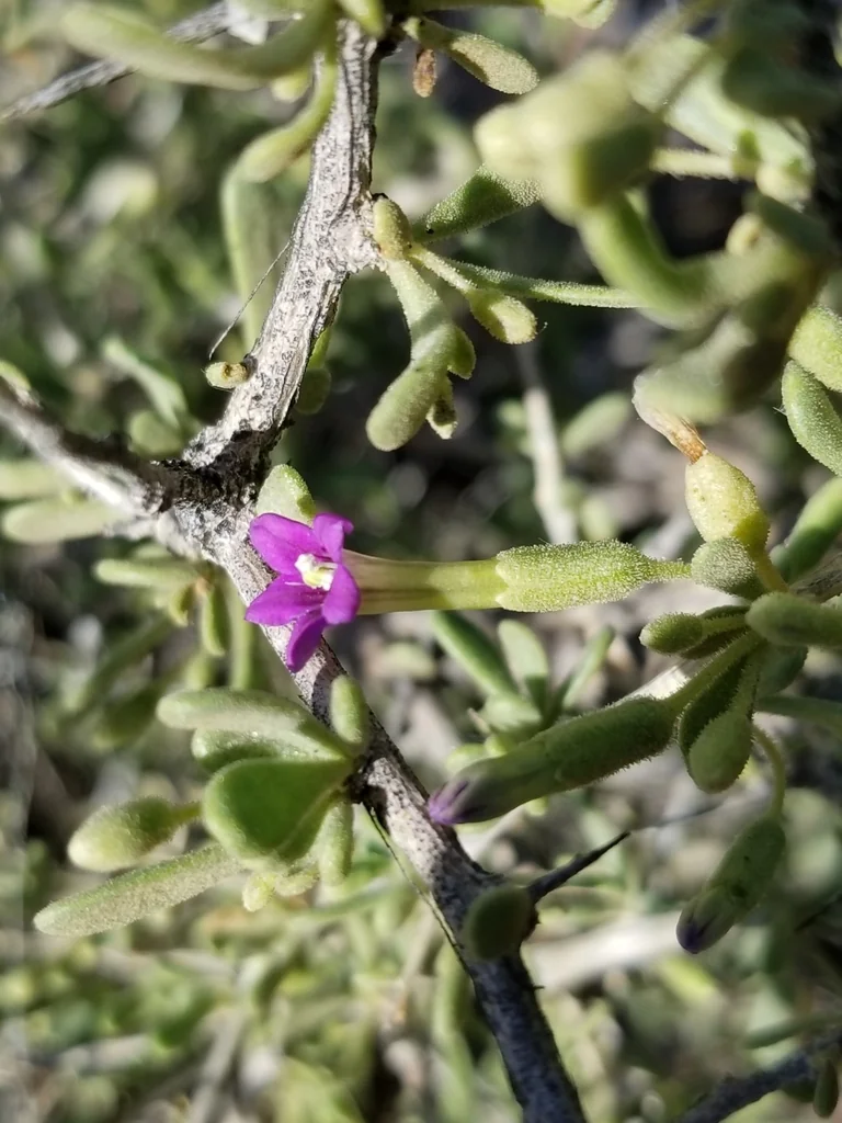 Lycium Fremontii