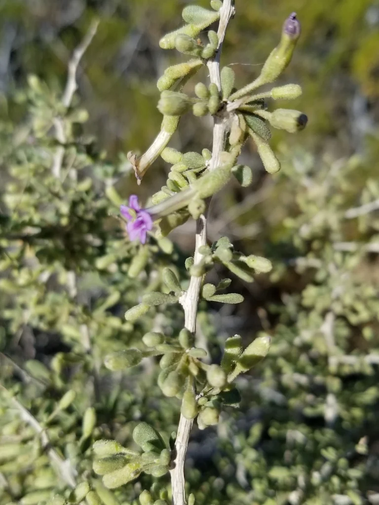 Lycium Fremontii