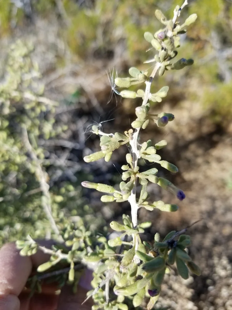 Lycium Fremontii