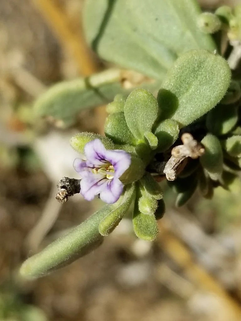 Lycium Fremontii