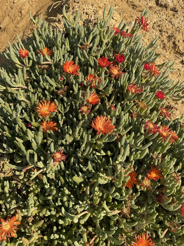 Malephora Crocea