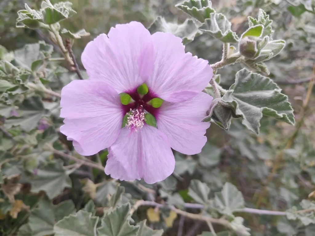 Lavatera Maritima