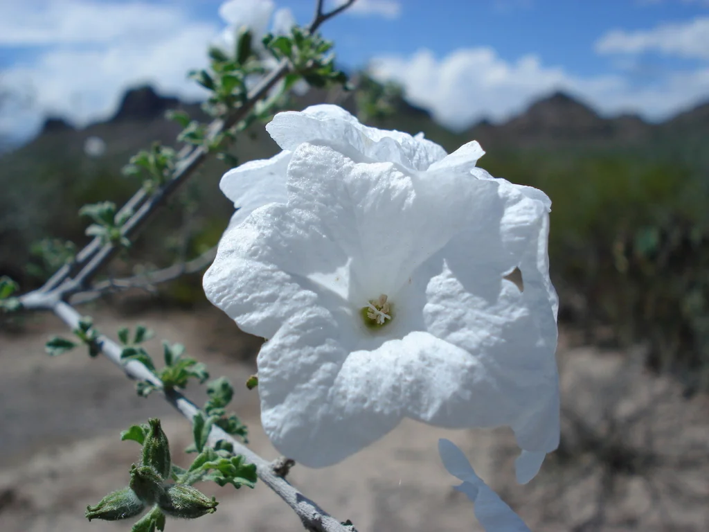 Cordia Parvifolia