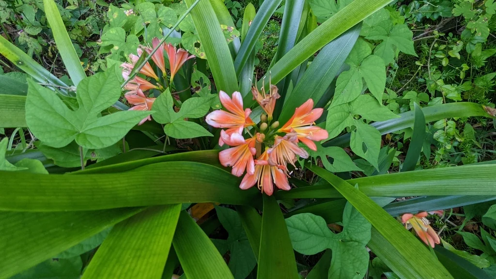 Clivia Miniata