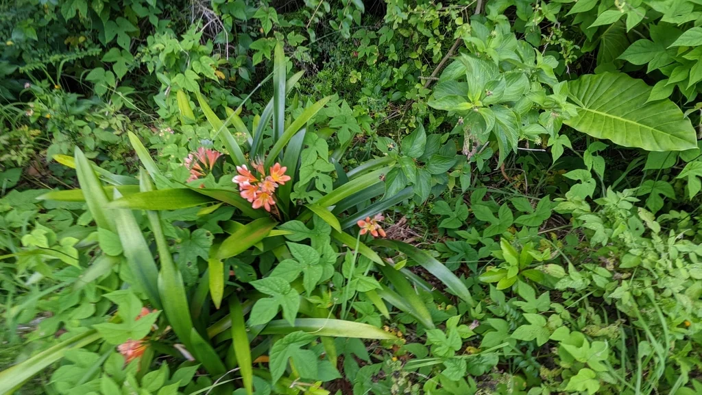 Clivia Miniata
