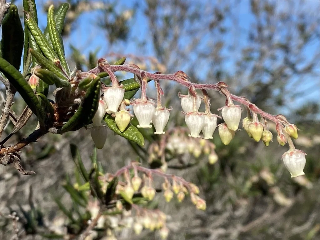 Comarostaphylis Diversifolia
