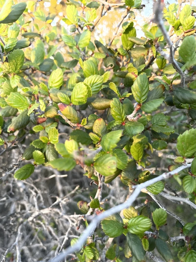 Cercocarpus Minutiflorus