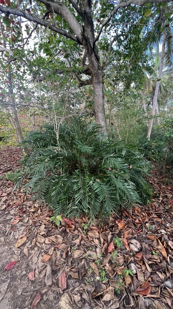 Zamia Pumila