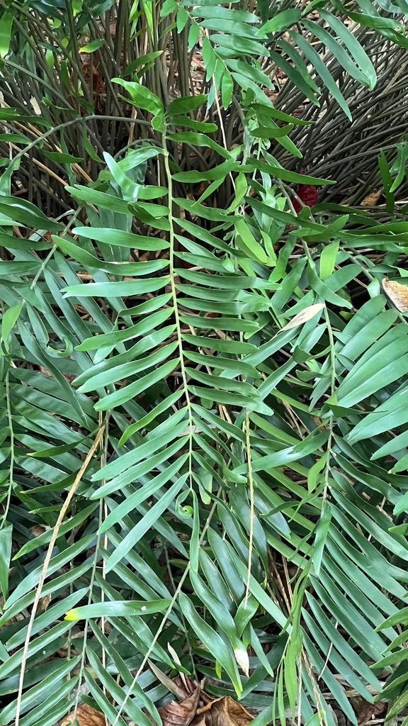 Zamia Pumila