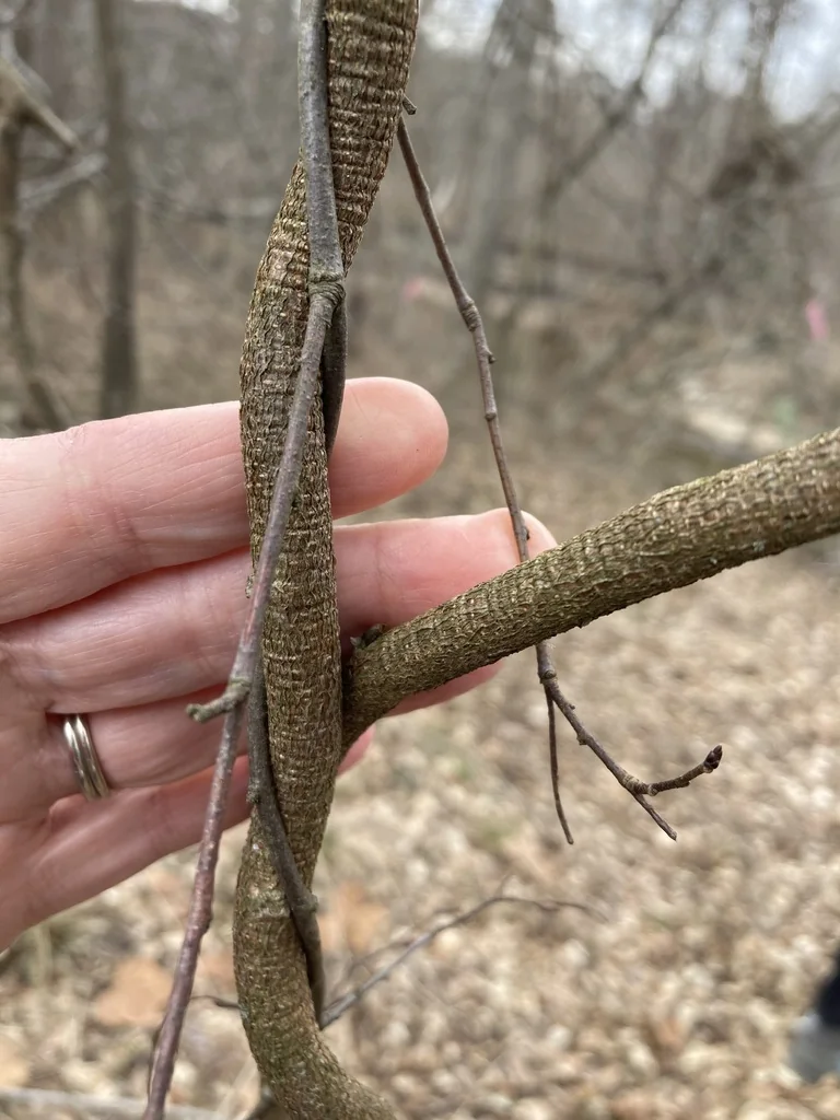 Wisteria Floribunda