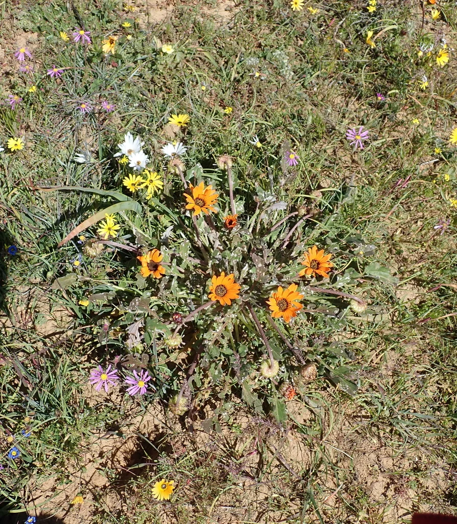 Arctotis Acaulis
