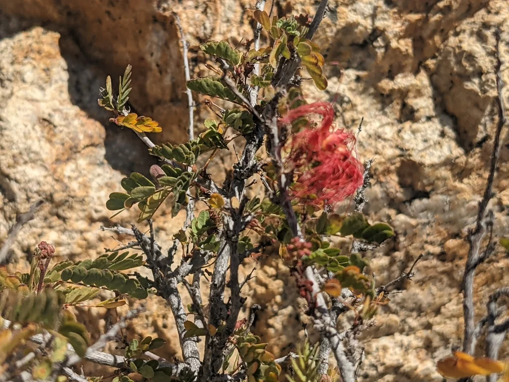 Calliandra Californica