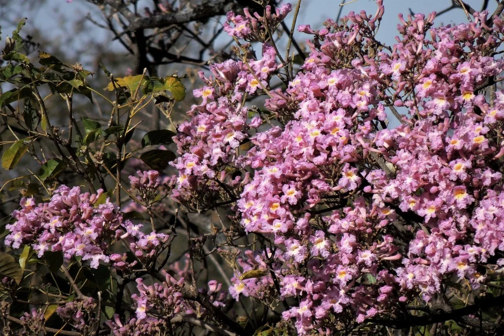 Tabebuia Impetiginosa