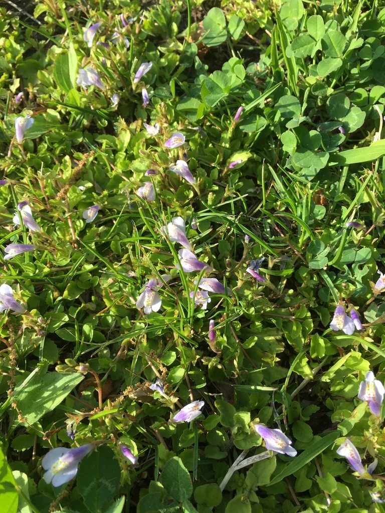 Mazus Reptans