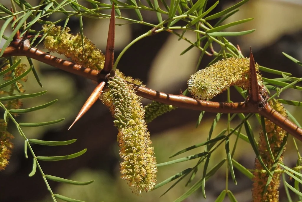 Prosopis Chilensis