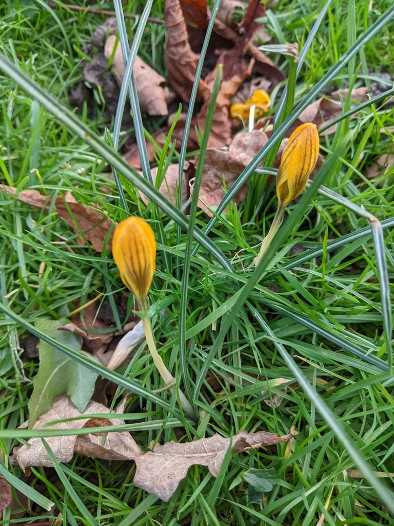 Crocus Chrysanthus