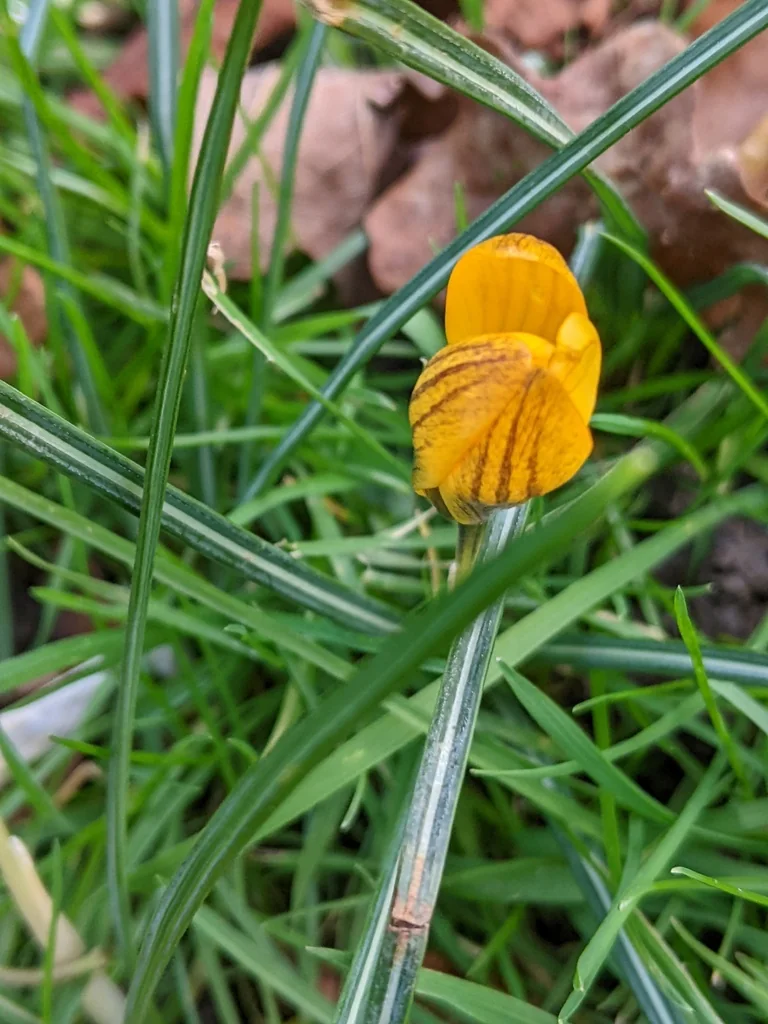 Crocus Chrysanthus
