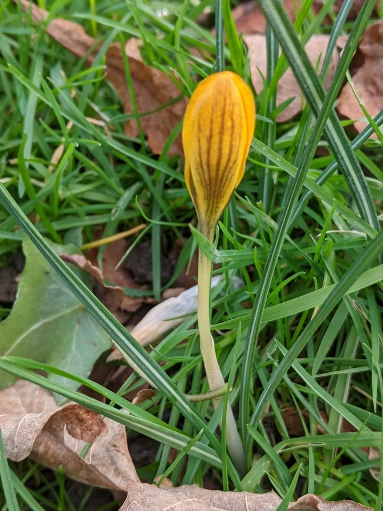 Crocus Chrysanthus