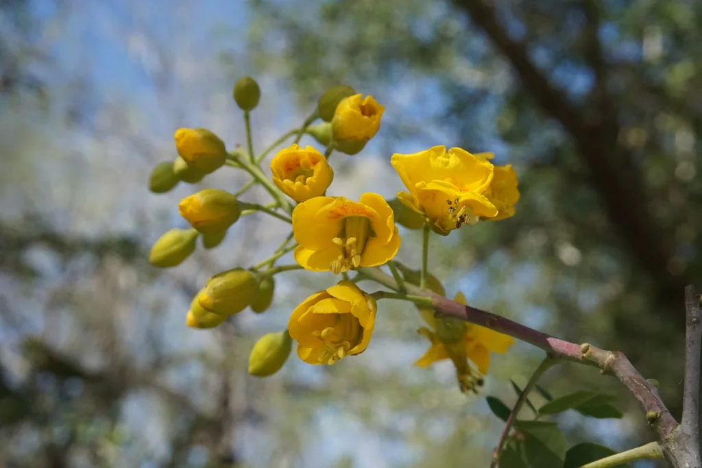 Caesalpinia Mexicana