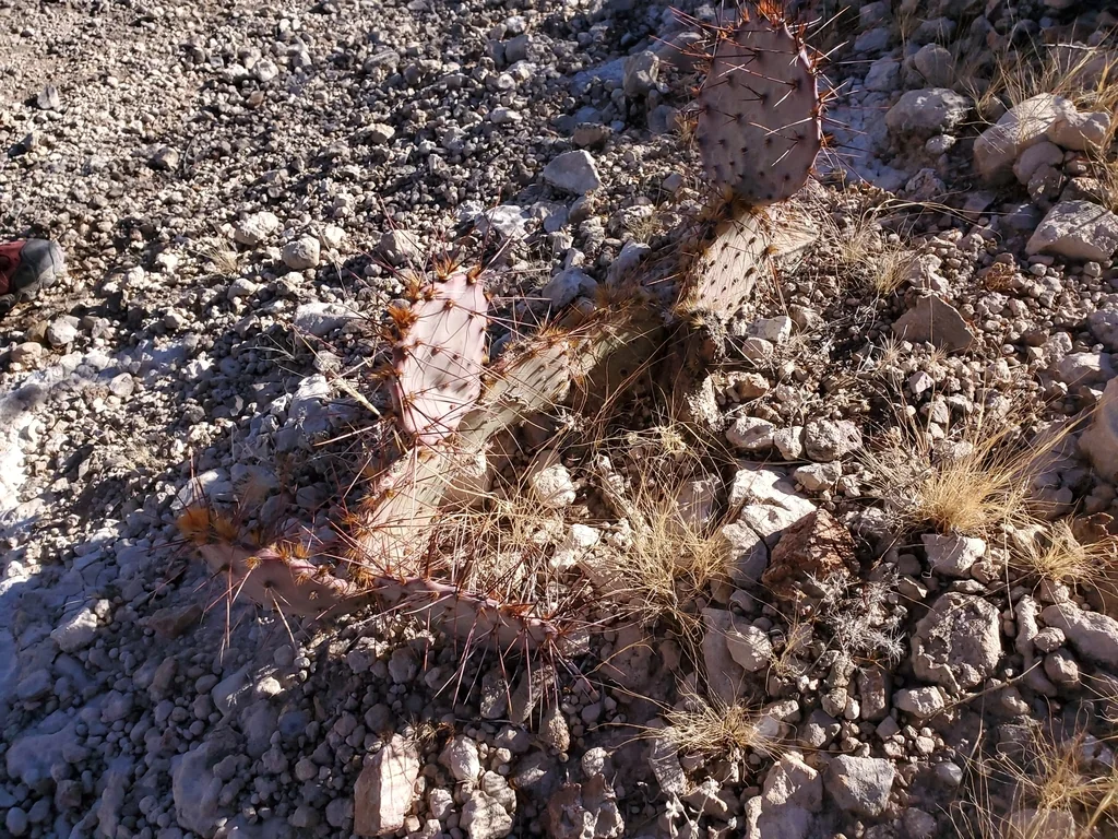 Opuntia Macrocentra