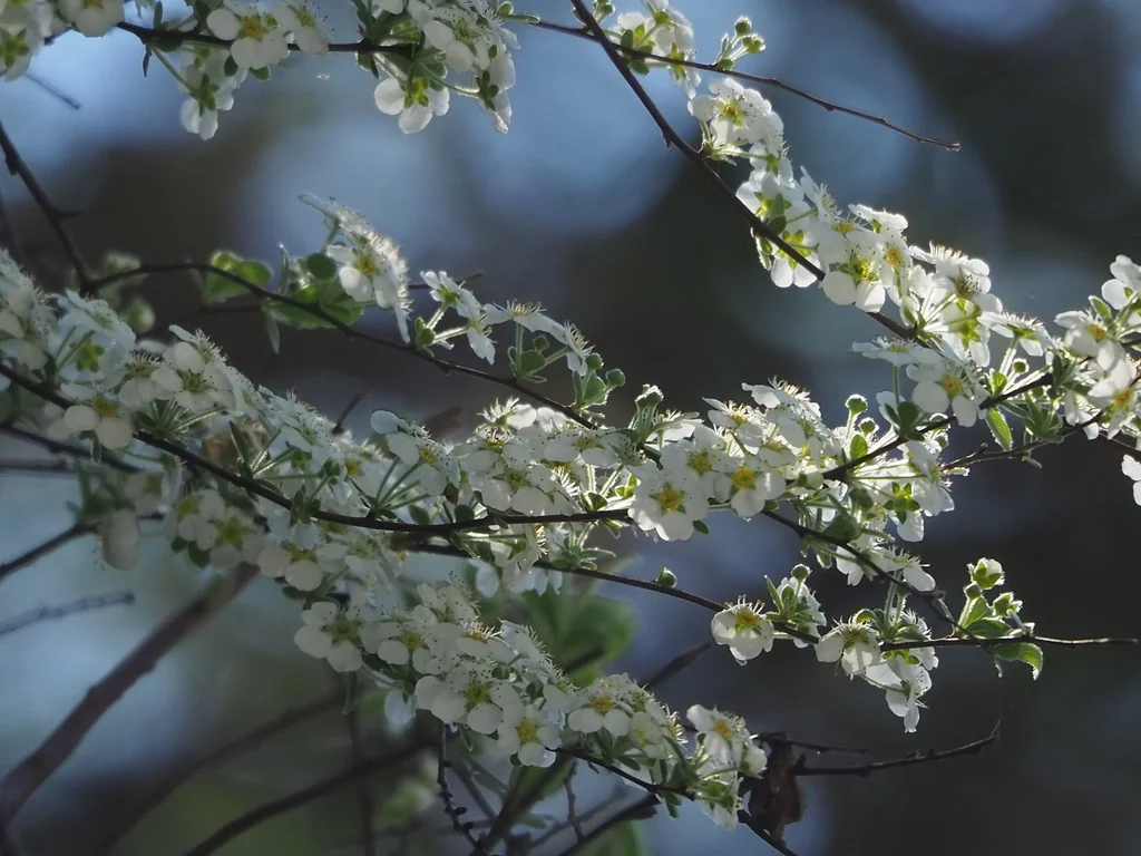 Spiraea Prunifolia