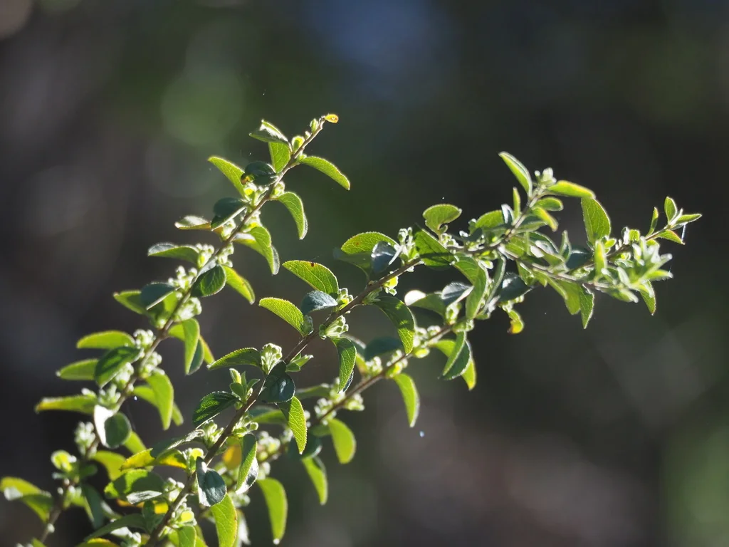 Spiraea Prunifolia