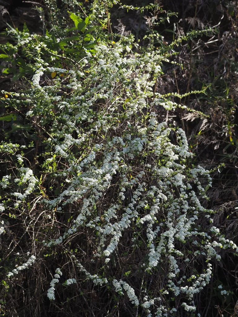 Spiraea Prunifolia