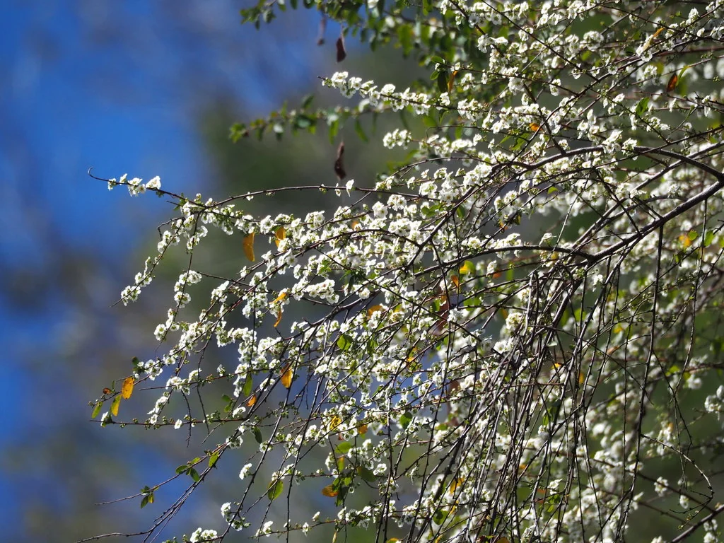 Spiraea Prunifolia