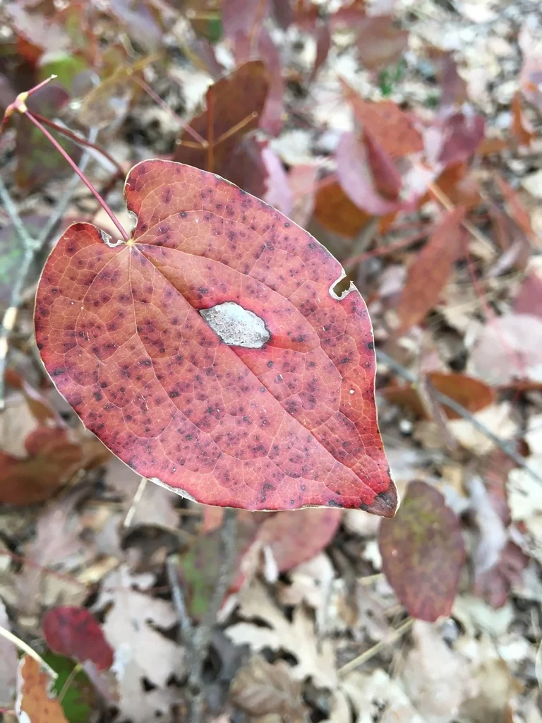 Epimedium Alpinum
