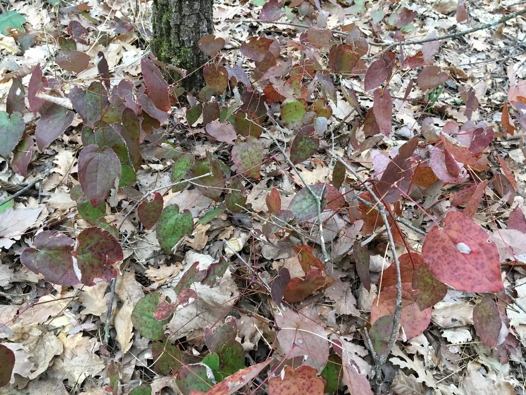 Epimedium Alpinum