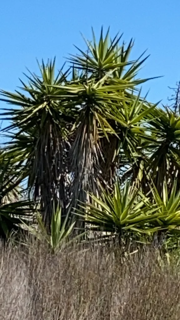 Yucca Elephantipes