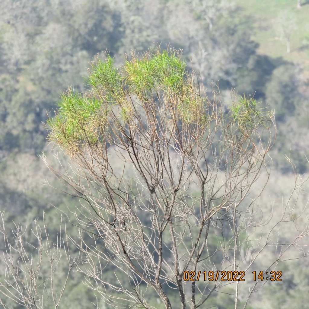 Ericameria Arborescens