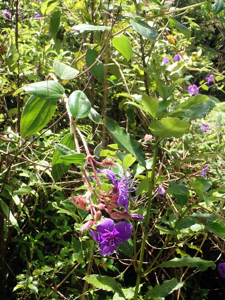 Tibouchina Urvilleana