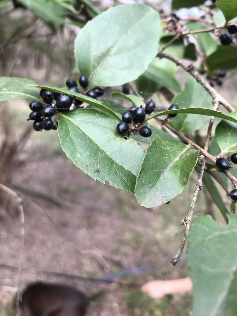 Xylosma Congestum