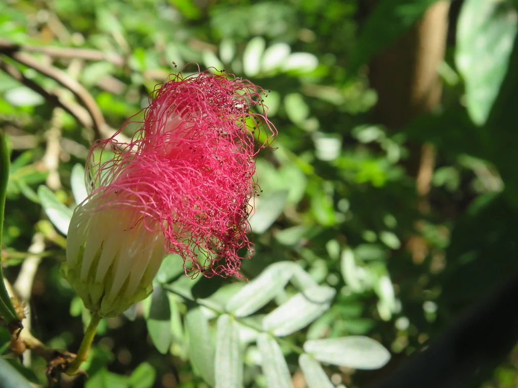 Calliandra Surinamensis