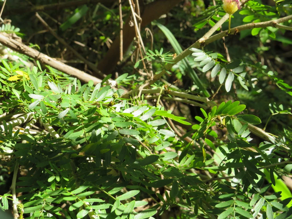 Calliandra Surinamensis