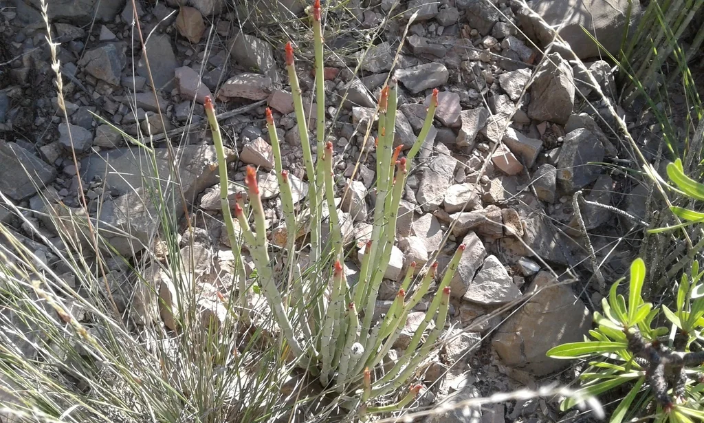 Euphorbia Antisyphilitica