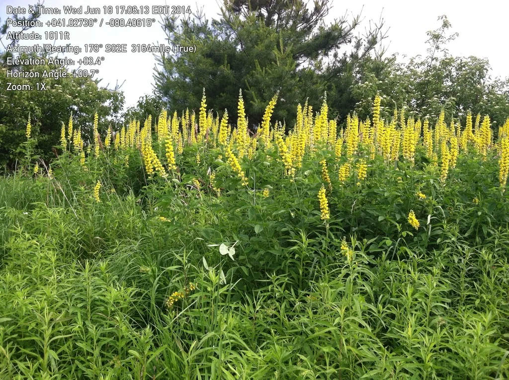 Thermopsis Caroliniana