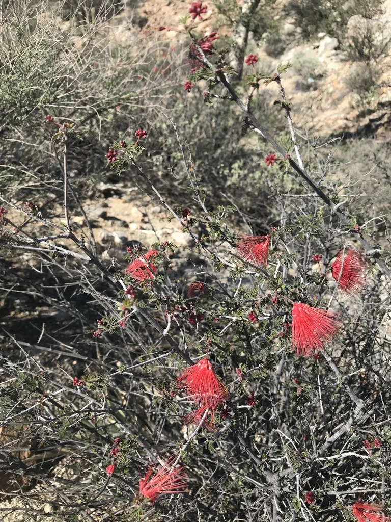 Calliandra Californica