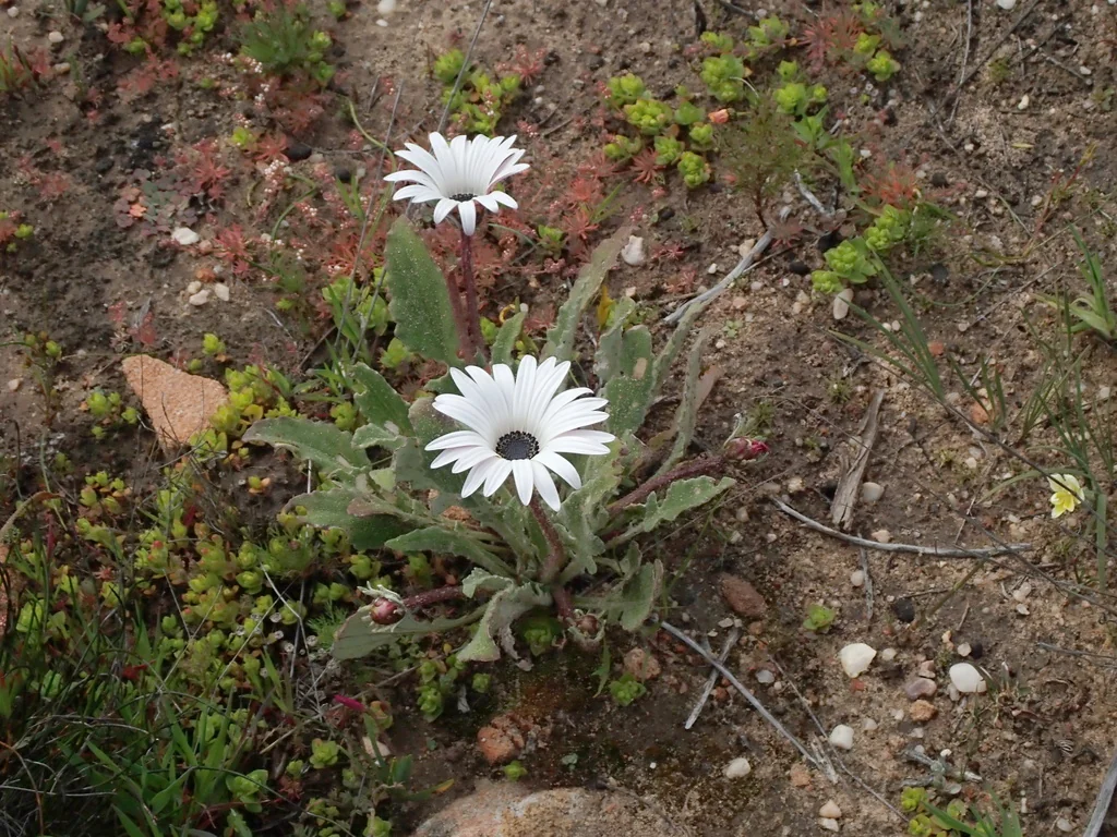 Arctotis Acaulis