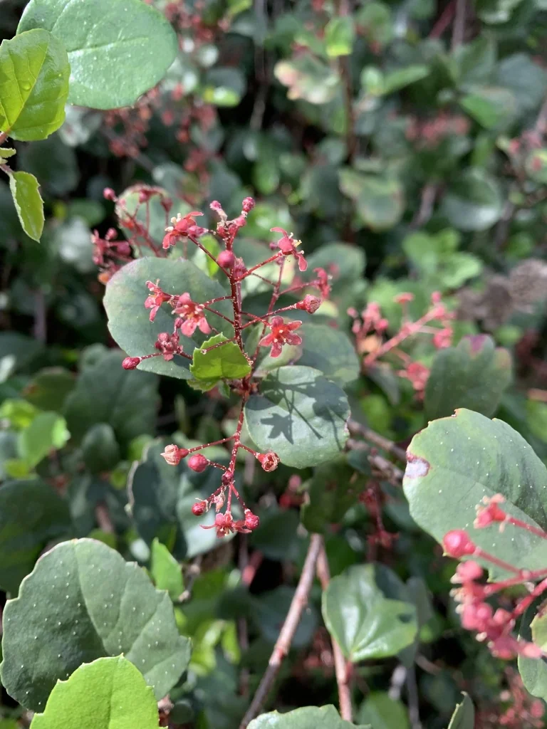Ribes Viburnifolium