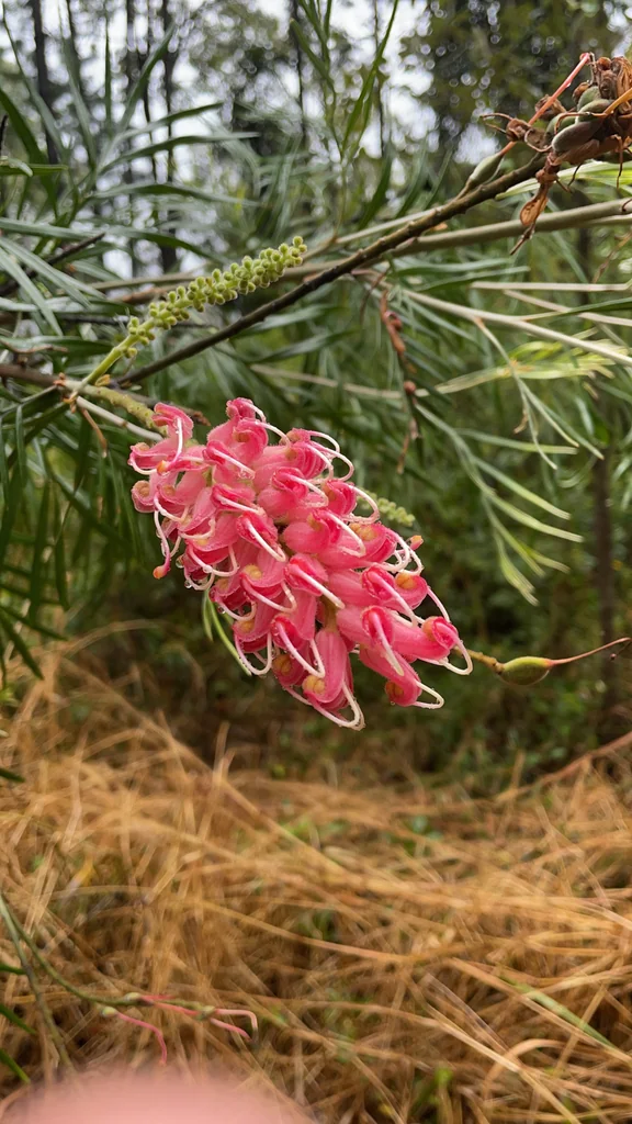 Grevillea Banksii