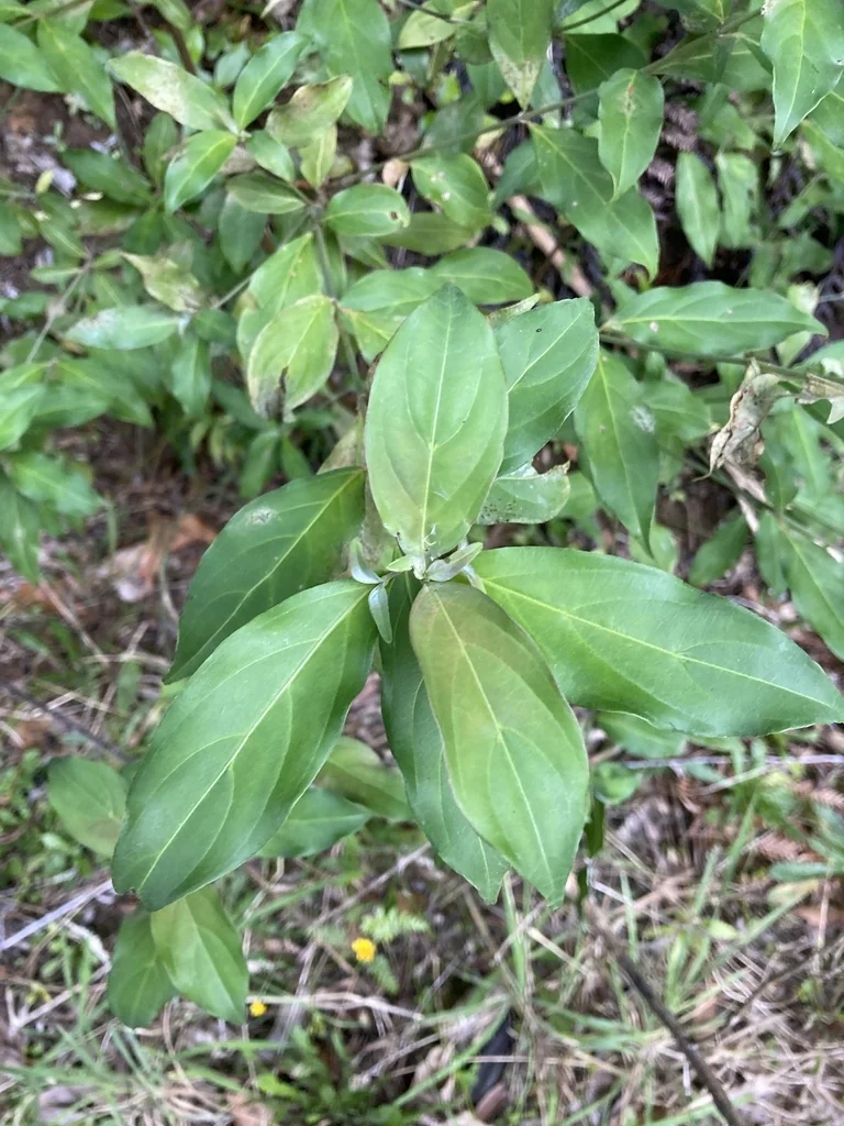 Cornus Capitata