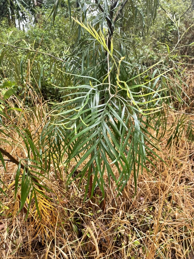 Grevillea Banksii
