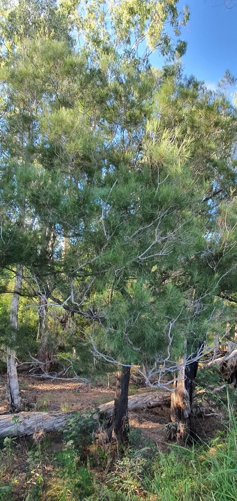 Casuarina Cunninghamiana