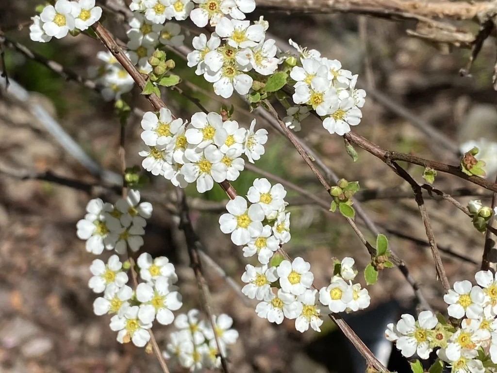 Spiraea Prunifolia
