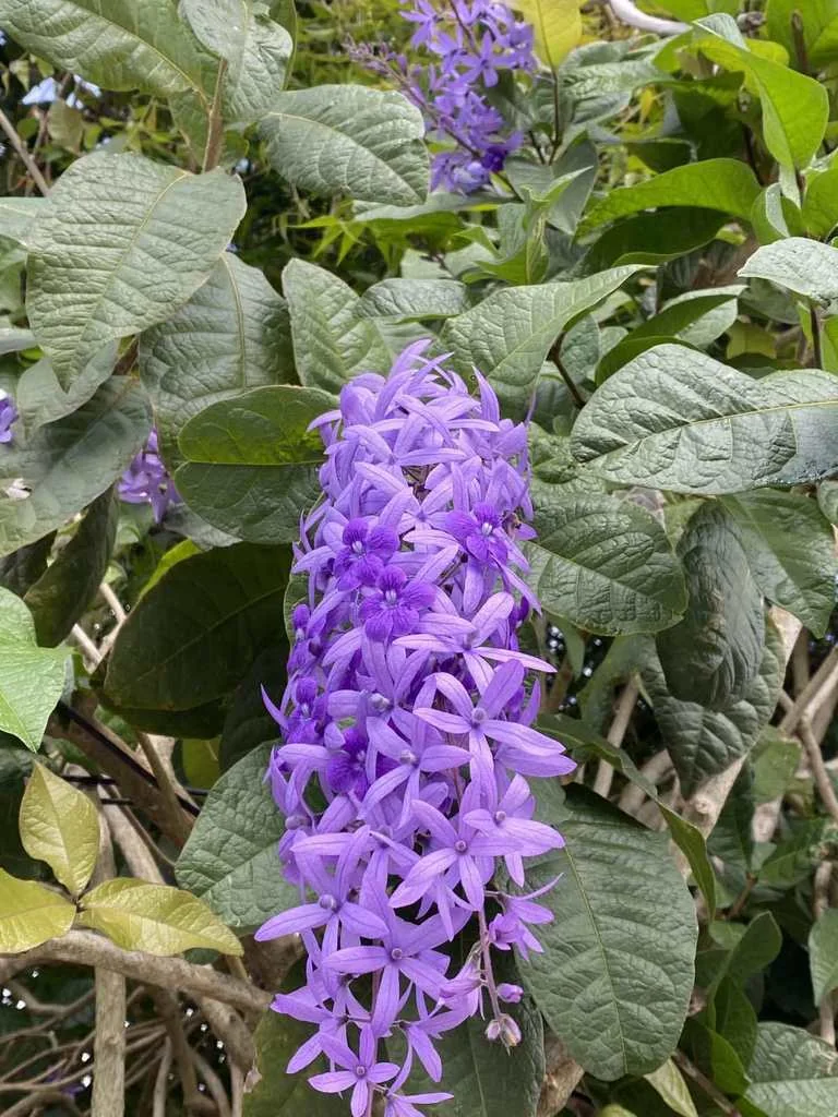 Petrea Volubilis
