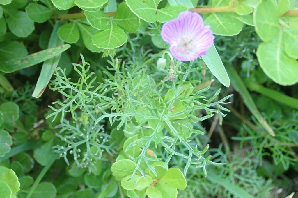 Geranium Incanum