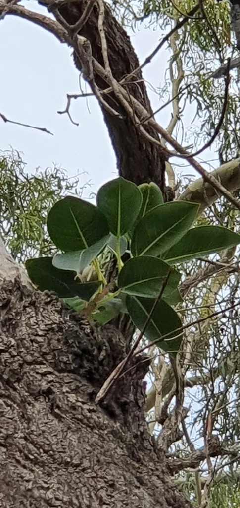 Ficus rubiginosa