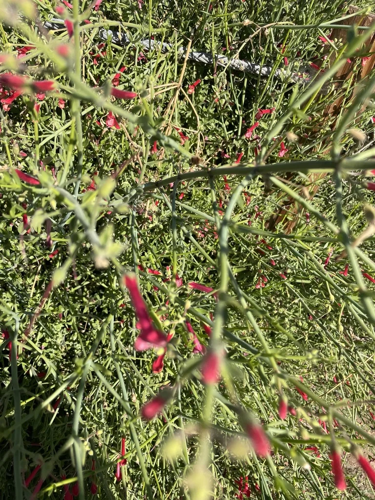 Gambelia Juncea
